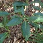 Guettarda baladensis Leaf