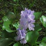 Pontederia crassipes Цвят