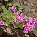 Pericallis aurita Hábitos