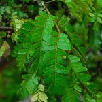 Tessmannia anomala Hoja