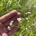 Galium elongatum Цвят