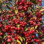 Malus prunifolia Fruit