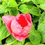 Tulipa spp. Fiore