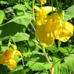 Impatiens noli-tangere Flower