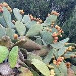 Opuntia ficus-indica പുഷ്പം