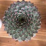 Sempervivum calcareum叶