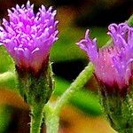 Cyanthillium cinereum Flower