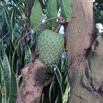 Annona muricata Плод