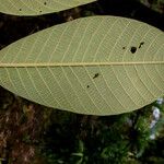 Ormosia amazonica Φύλλο