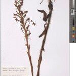 Habenaria tweedieae Other
