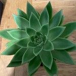 Echeveria agavoides Blad