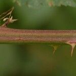 Rubus montanus Corteccia