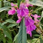 Impatiens balsamina Fiore