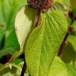 Phlomis russeliana Φύλλο