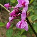 Spathoglottis plicata Flor