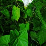 Calystegia silvatica 叶