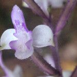 Cynorkis ridleyi Flower