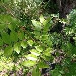 Zanthoxylum americanum Ліст