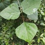 Erythrina amazonica Leaf