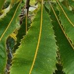Banksia robur पत्ता