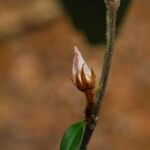 Piptostigma oyemense Çiçek