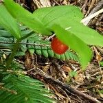 Streptopus amplexifoliusFruchs