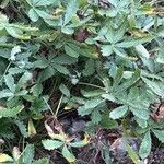 Potentilla inclinata ഇല