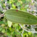 Smilax campestris Ліст