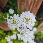 Iberis ciliata Fleur