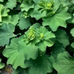 Alchemilla xanthochlora Φύλλο