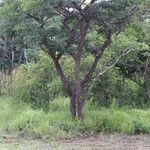 Julbernardia globiflora Vivejo