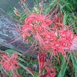 Lycoris radiata 花