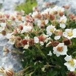 Potentilla clusiana Blomst