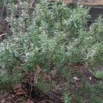 Salvia × lavandulacea