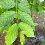 Combretum indicumLeaf