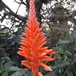Aloe arborescens Blüte
