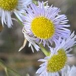 Erigeron annuusFlower