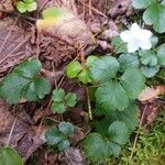 Coptis trifolia Hoja