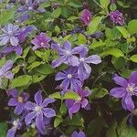 Clematis flammula Natur