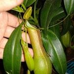 Nepenthes vieillardii葉