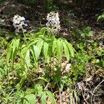 Cardamine heptaphylla പുഷ്പം