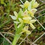 Dactylorhiza insularis Flower