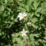 Potentilla douglasii ᱛᱟᱦᱮᱸ