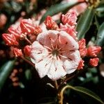 Kalmia latifolia Virág