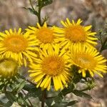 Pentanema spiraeifolium Flower