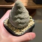 Pseudolithos caput-viperae ഇല