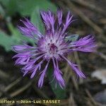 Centaurea jordaniana 花