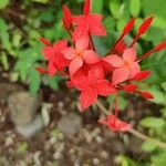 Ixora chinensis Blomst
