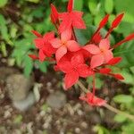 Ixora chinensisBlüte