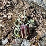 Fritillaria lusitanica Leaf